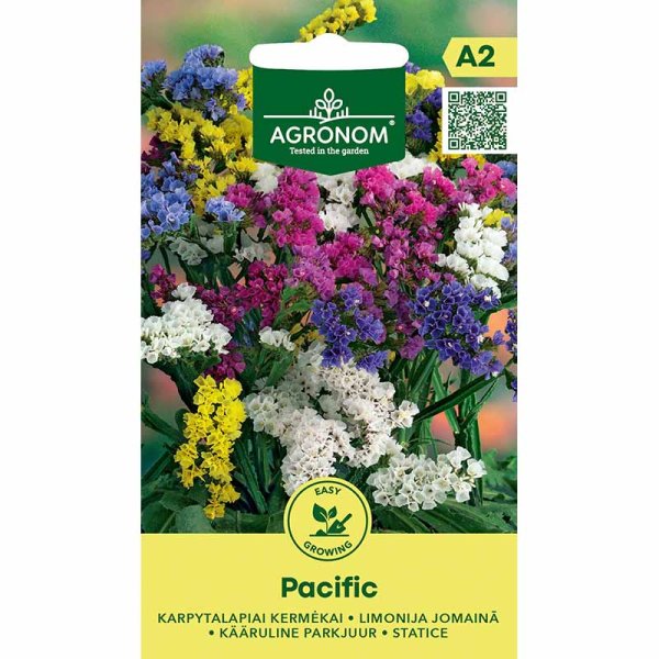 Strandflieder 'Pacific'