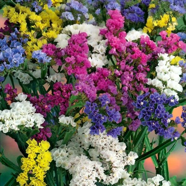 Strandflieder 'Pacific'