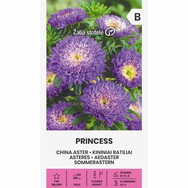Sommeraster 'Princess' lila