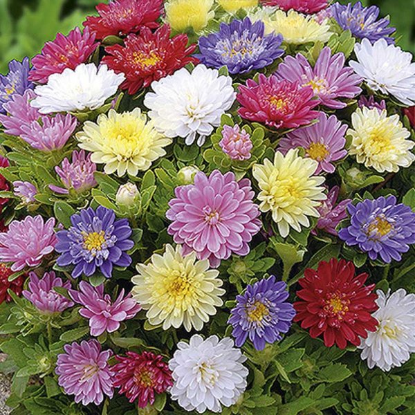 Aster 'Pinocchio mix'