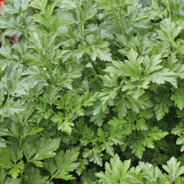 Petersilie 'Festival 68'