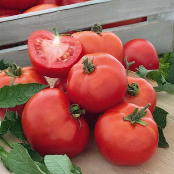 Tomate 'Rotkappchen'