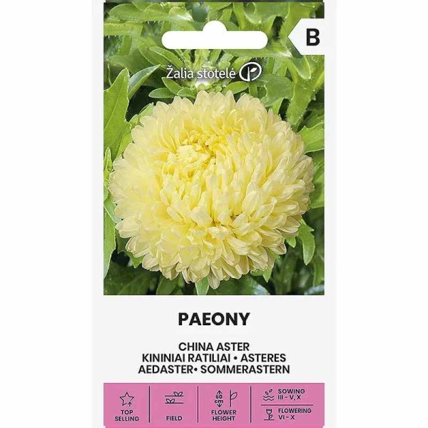 Sommeraster 'Paeony' gelb