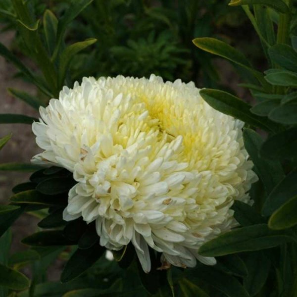 Sommeraster 'Paeony' gelb