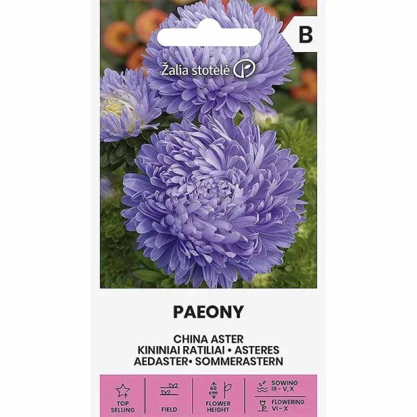Sommeraster 'Paeony' Hellblau