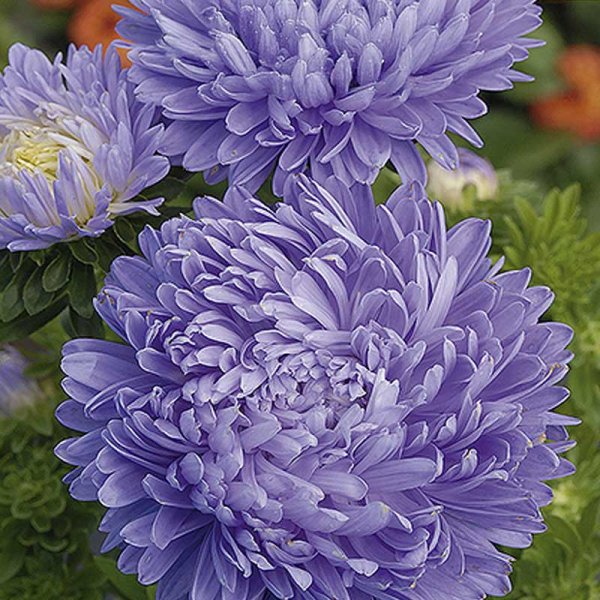 Sommeraster 'Paeony' Hellblau