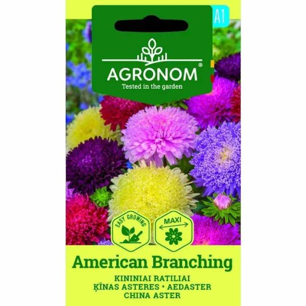 Sommeraster 'American Branching'