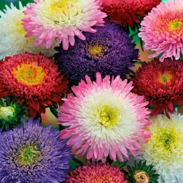 Sommeraster 'Bouquet Powderpuffs'