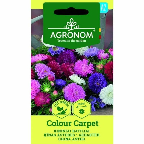 Sommeraster 'Colour Carpet Mix'