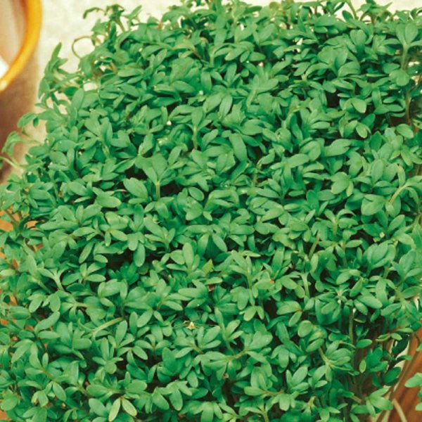 Gartenkresse 'Common'