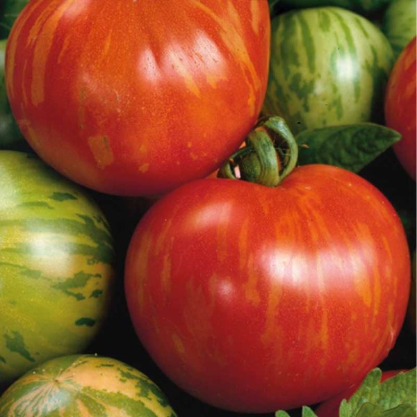 Tomate 'Tigerella'