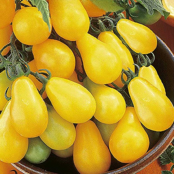 Birnentomate 'Yellow pearshaped'