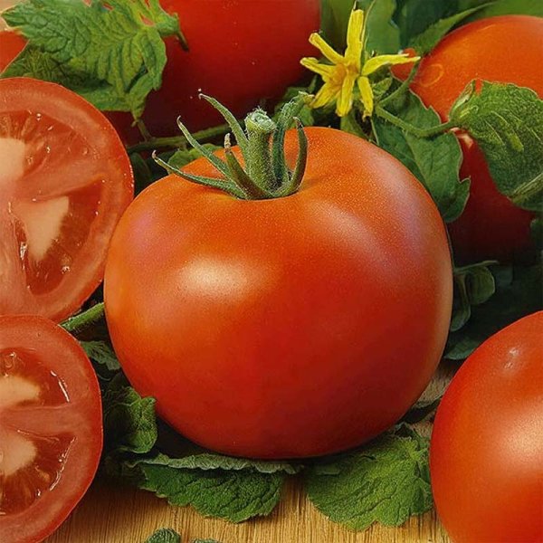 Tomate 'Polfast' H