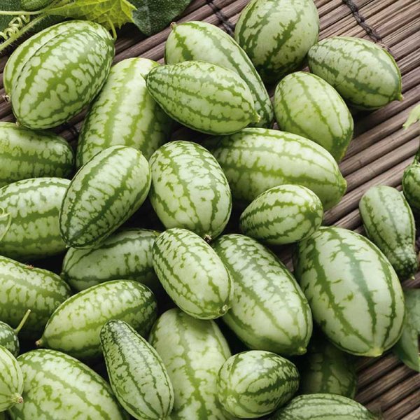 Mexican Sour Gherkin