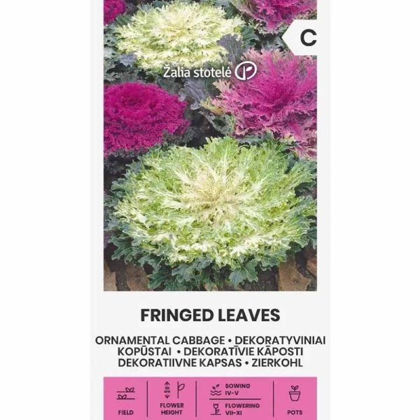 Zierkohl 'Fringed leaves'