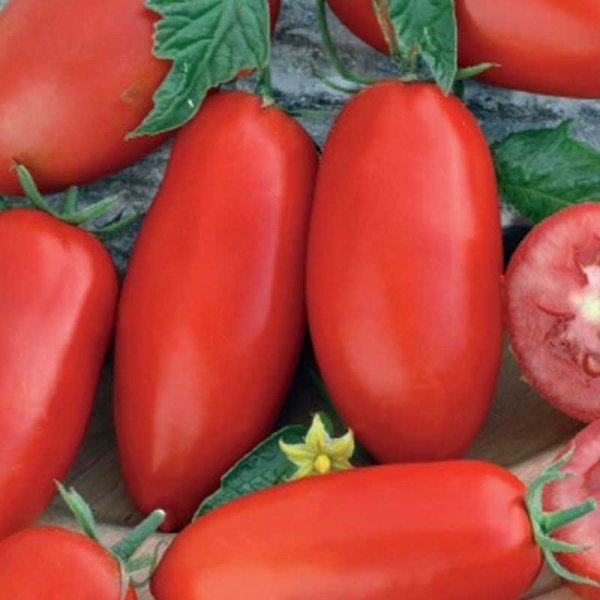 Tomate 'Zyska'