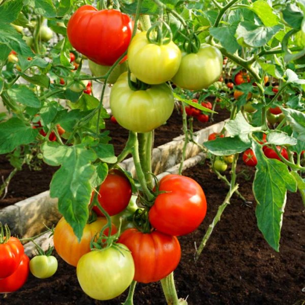 Tomate 'Country taste' H