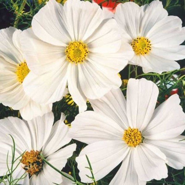 Kosmee 'Sensation white'