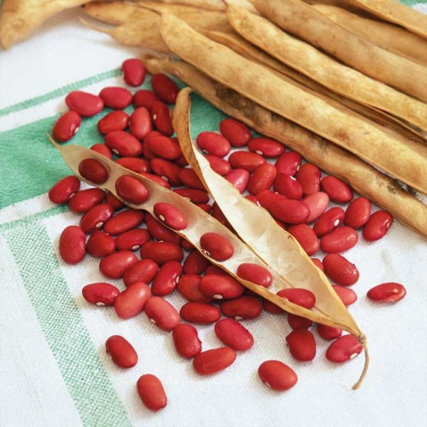 Gartenbohne 'Wawelska'