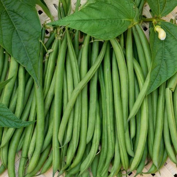 Buschbohne 'Saxa'