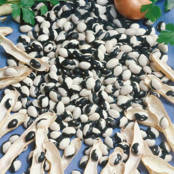 Kochbohne 'Dalmatin'