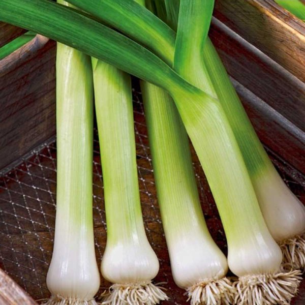 Lauch 'De Carentan 2'