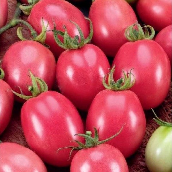 Tomate 'Pink Thai egg'