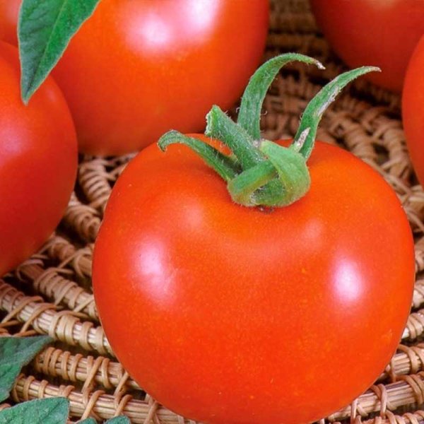 Tomate 'Betalux'