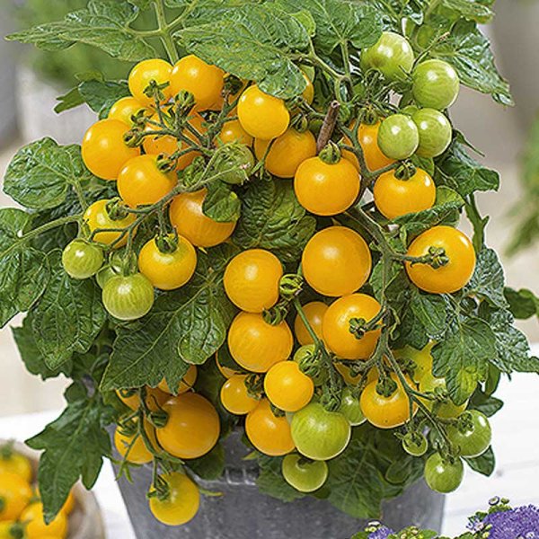 Tomate 'Balconi yellow' H