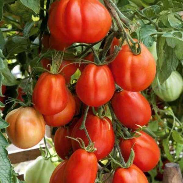 Tomate 'Corazon'