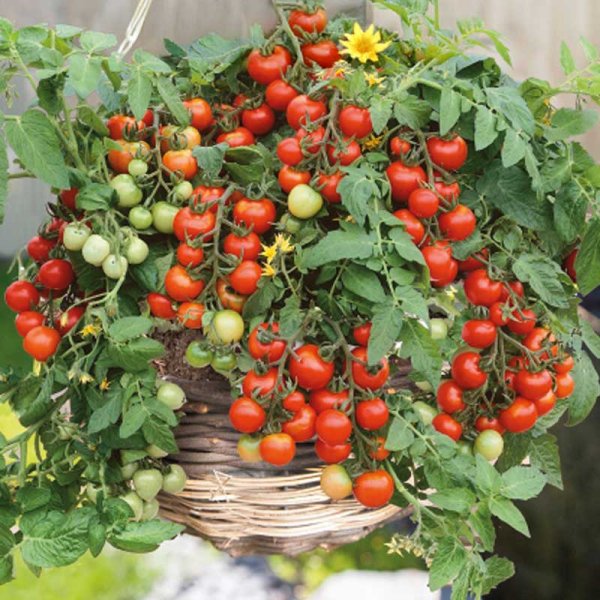 Tomate 'Gartenperle'