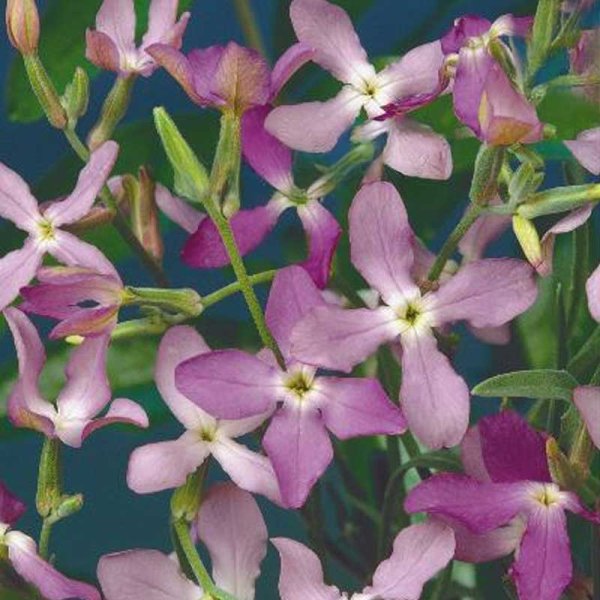 Weiße Levkoje 'Rose'