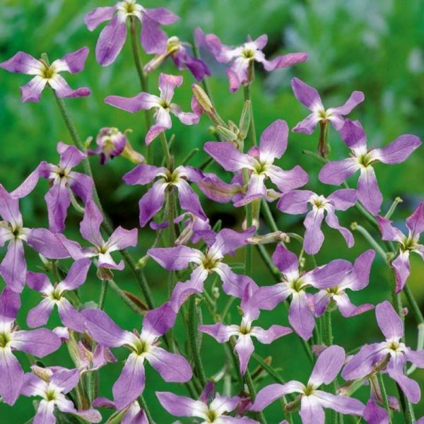 Griechischer Levkoje 'Rose'