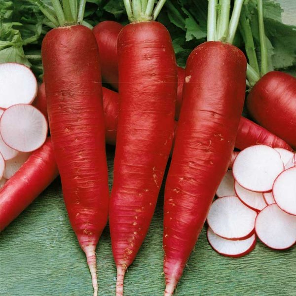 Radieschen 'Karmina'