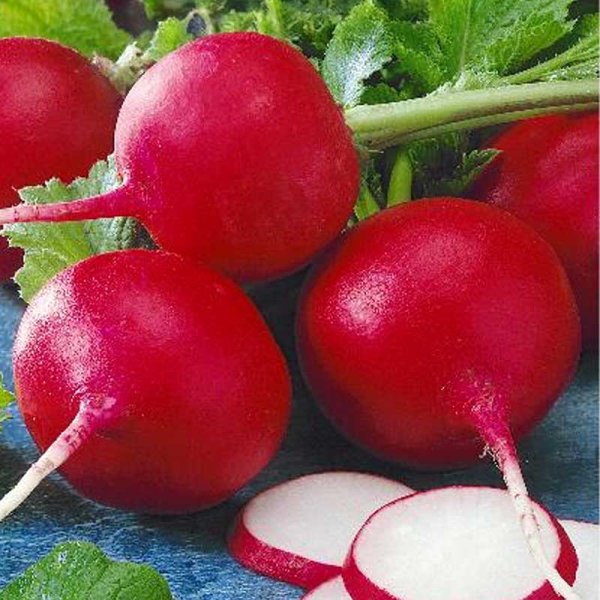 Radieschen 'Cherry belle'
