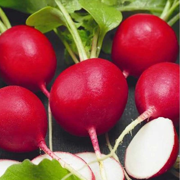 Radieschen 'Kvarta'
