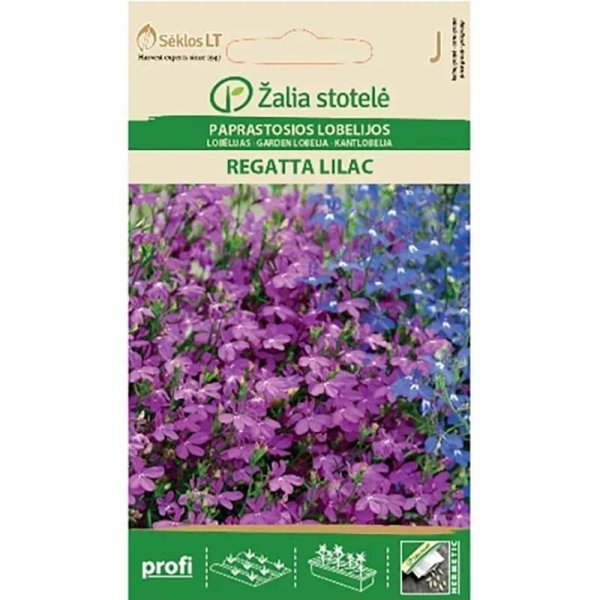 Lobelie 'Regatta Lilac'