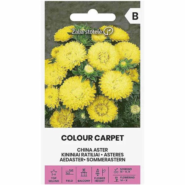 Sommeraster 'Colour Carpet' Gelb
