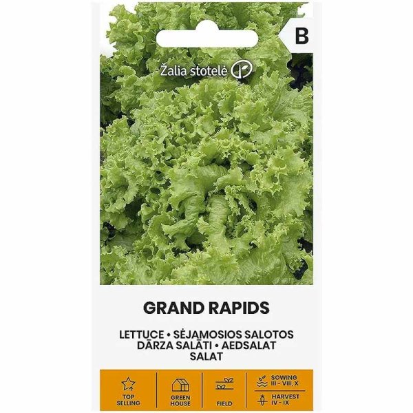 Pflücksalat 'Grand Rapids'
