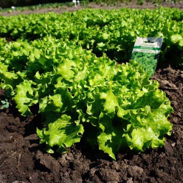 Pflücksalat 'Grand Rapids'