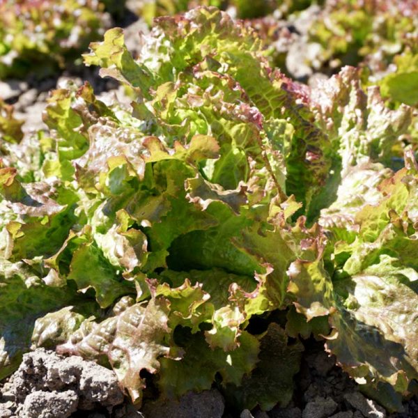 Salat 'Rouge Grenobloise'