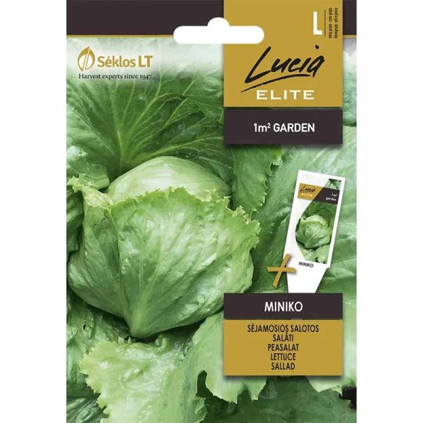 Kopfsalat 'Miniko'