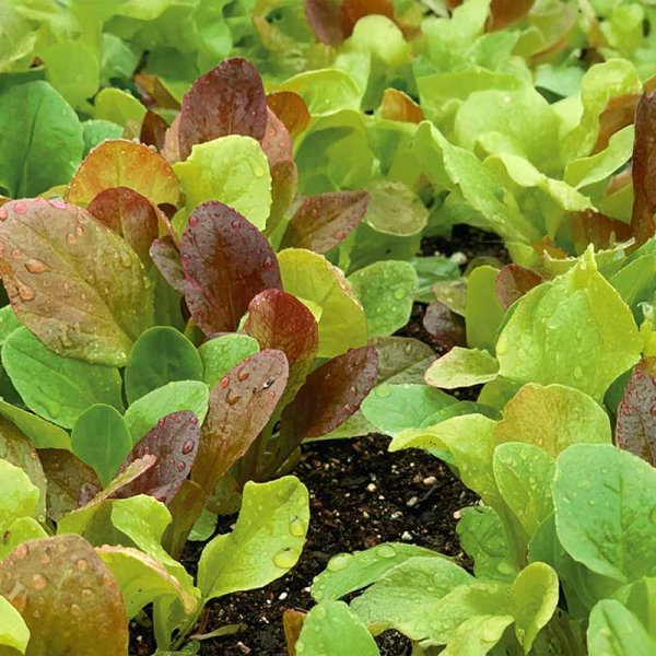 Kopfsalat 'Baby leaf'