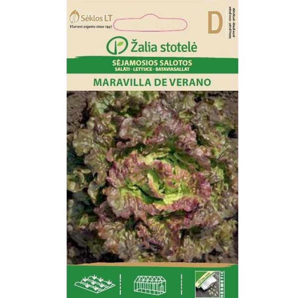 Bataviasalat 'Maravilla de verano'