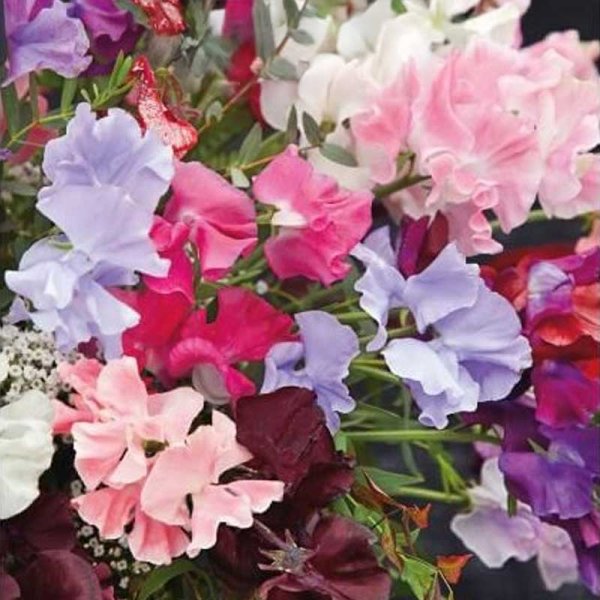 Duftwicke 'Royal Family'