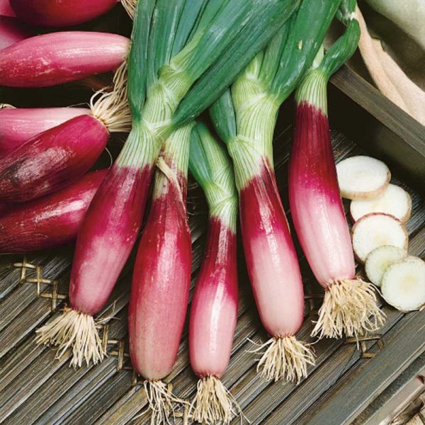 Zwiebel 'Rossa lunga di firenze'