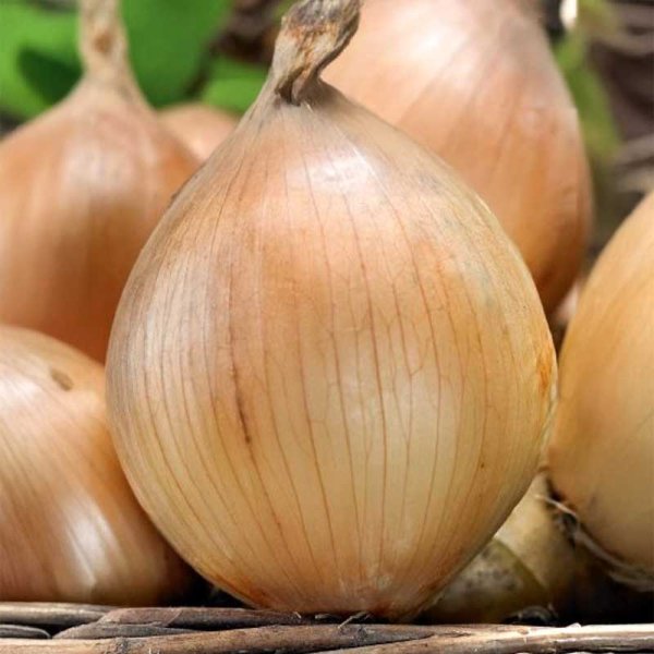 Zwiebel 'Exhibition'