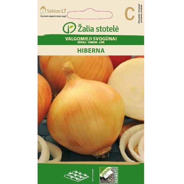 Zwiebel 'Hiberna'