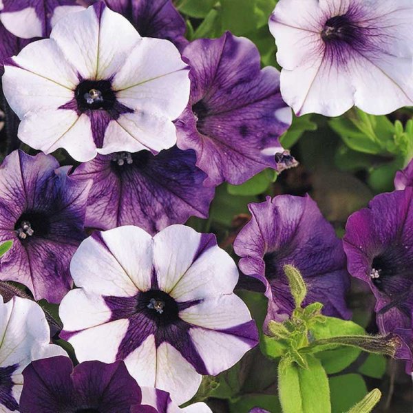 Petunia 'Shock wave®'