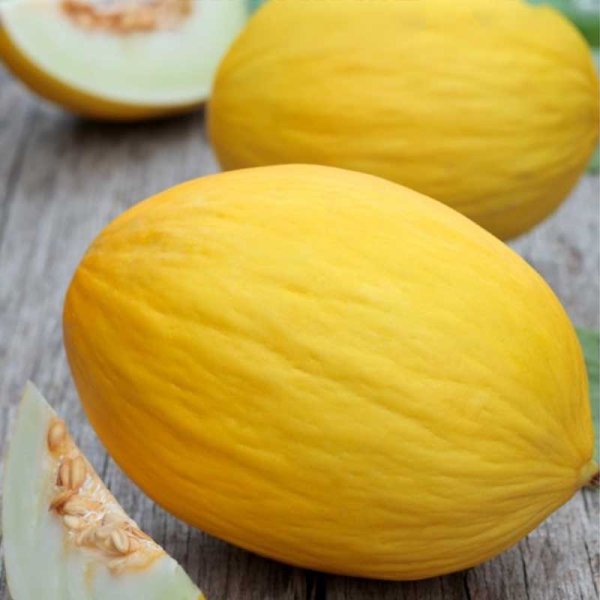 Melone 'Jaune Canari 2'